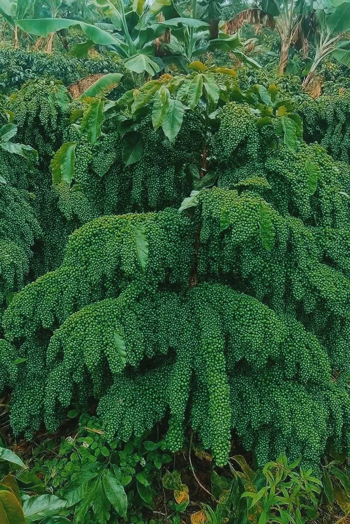 Đất rẫy Nghĩa Hưng 5000m² giá 2.5 tỷ - Đầu tư sinh lời ngay!