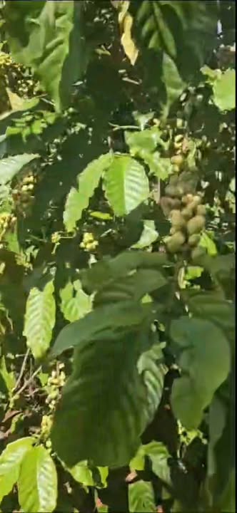 Đất cafe 1ha tại xã Đê Ar giá 1.3 tỷ - Tiềm năng phát triển mạnh mẽ!