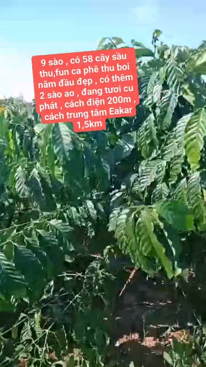 Farm Rẫy Cà Phê Đẹp 3600m² tại Thị Trấn Eakar - Giá 2 tỷ VND