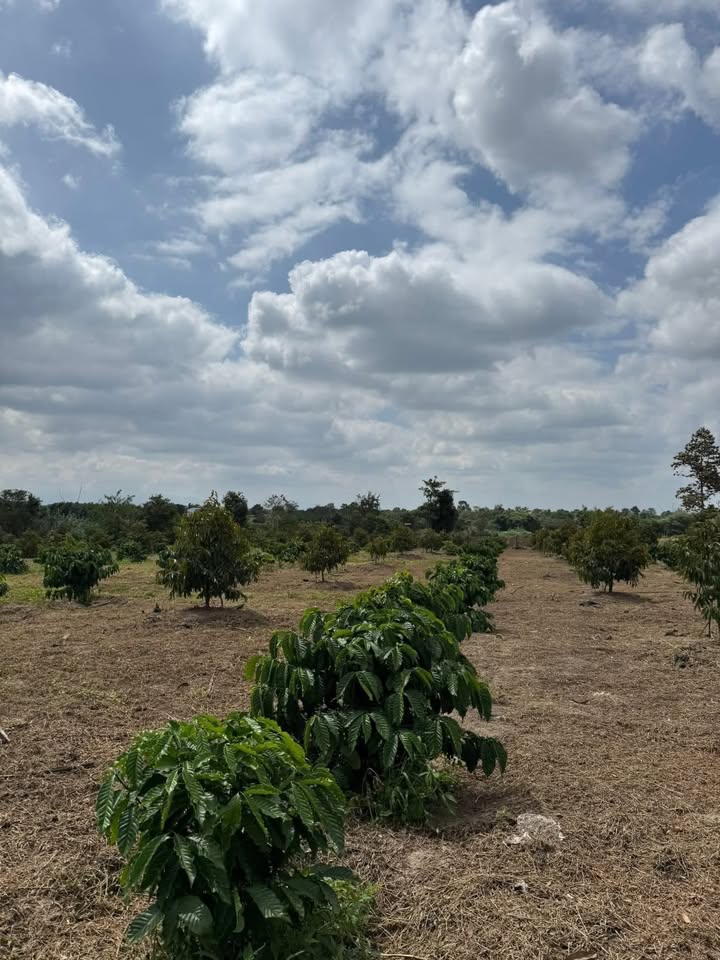 Lô đất 1.4 hecta tại xã Ea Ô, Đắk Lắk - Cơ hội đầu tư tuyệt vời!