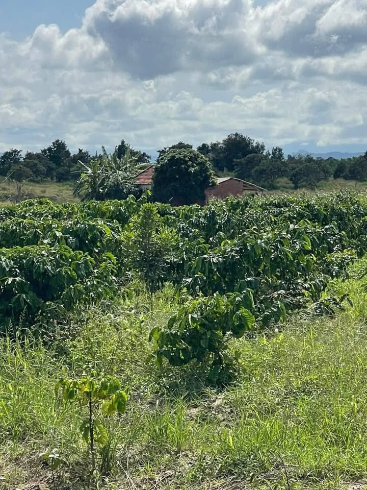 Đất 8.1 sào Vụ Bổn, Ea Kar, Đắk Lắk - Giá chỉ 1.55 tỷ, Điện nước đầy đủ!