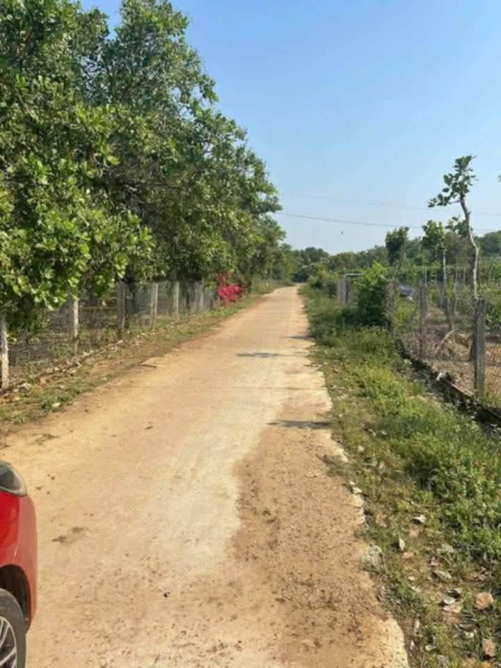 Đất nền mặt đường Điện Biên 1540m² giá 770 triệu - Tiềm năng trồng trọt lớn!