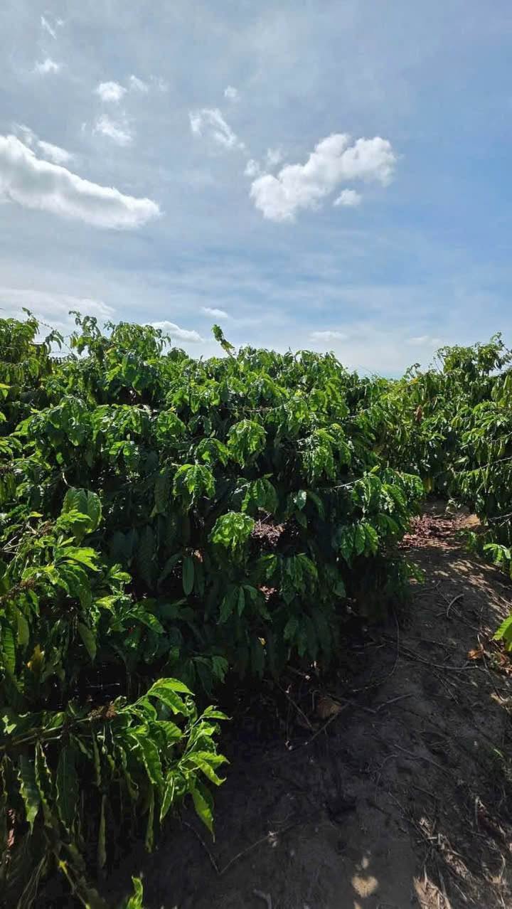 Rẫy cà phê Đăk Năng Kon Tum 4000m² - Đầu tư sinh lời ngay!