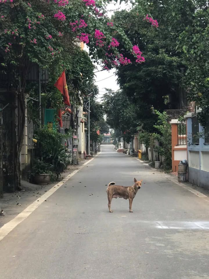 Đất nền Liên Minh Đan Phượng 91m² giá 30 tỷ - Cơ hội đầu tư tuyệt vời!