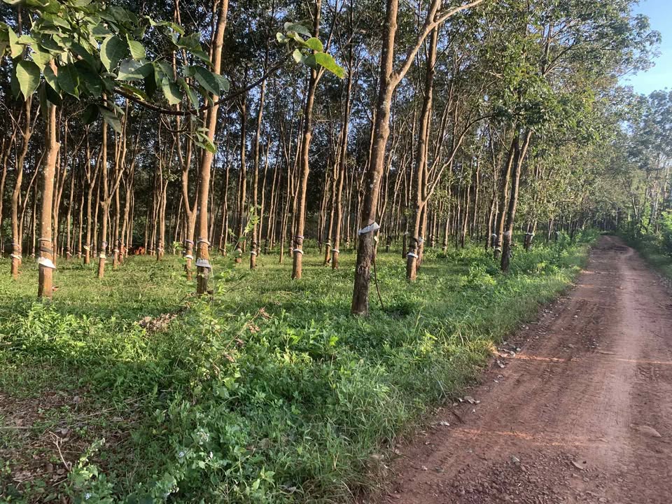 Đất Farm 1ha tại Ea Khal, Đắk Lắk - Đường ô tô tới nơi, giá thỏa thuận!