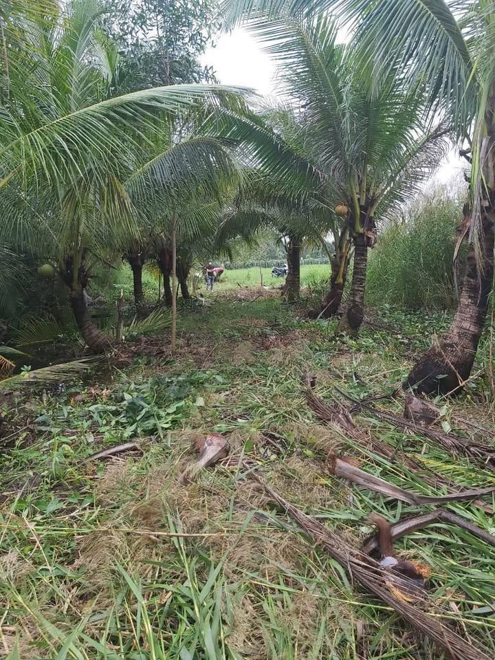 Đất lúa Tân An 1000m² giá 1 tỷ - Chính chủ bán gấp!