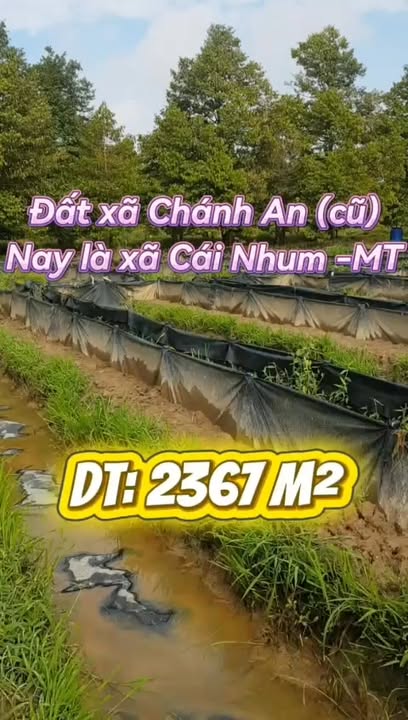 Lô đất mặt tiền DT903, Cái Nhum 2.367m² giá 4.5 tỷ - Cơ hội đầu tư sinh lời!