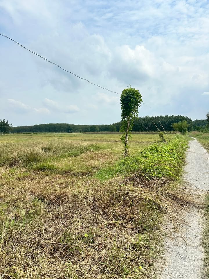 Đất nền An Nhơn Tây, Củ Chi 12.571m² giá 1,6 triệu/m² - Chính chủ bán gấp!