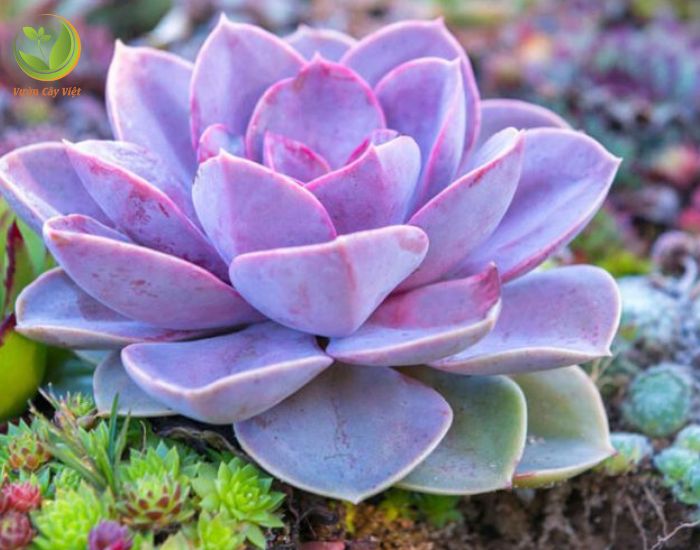 Đất nền Hoằng Đông 230m² giá 1.679 tỷ - Cơ hội vàng cho đầu tư!