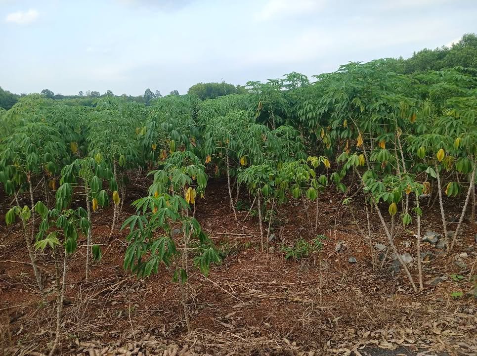 Đất nền xã Bình Trung, Châu Đức 20.000m² giá 1.75 tỷ - Đầu tư sinh lời ngay!