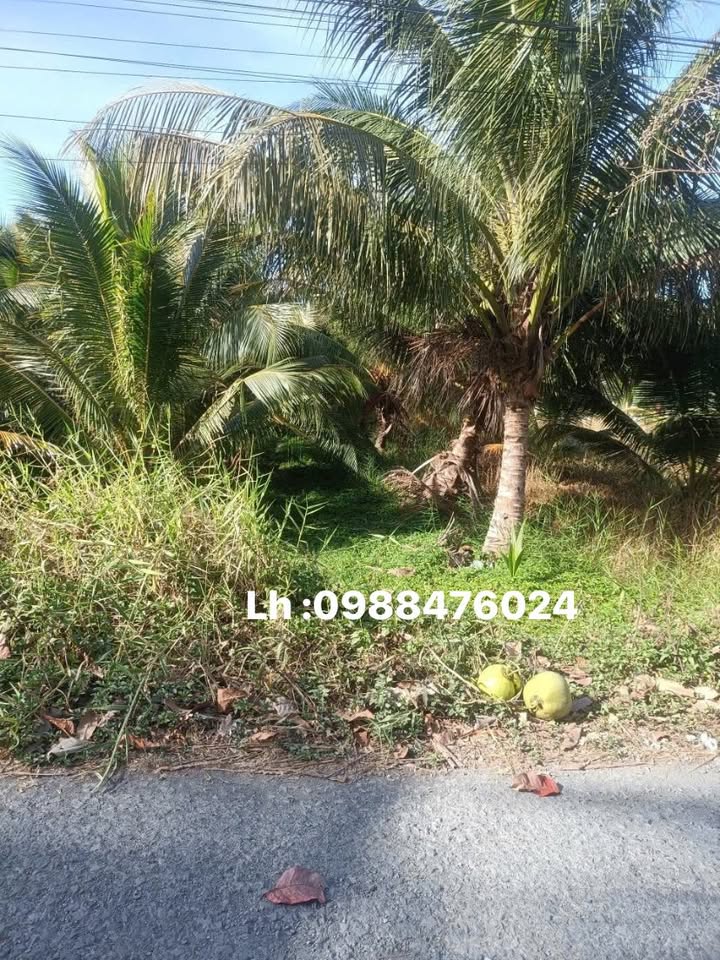 Đất vườn dừa Tân Mỹ, Ba Tri 2000m² giá 1 tỷ - Cơ hội đầu tư hấp dẫn!