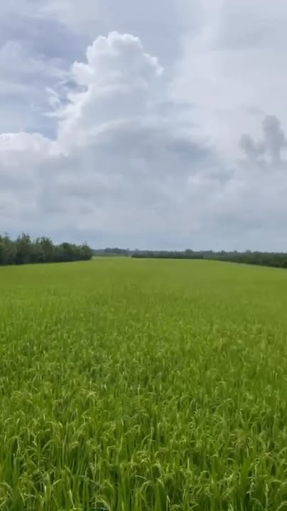 Đất ruộng 10,900m² tại Tân An, Vĩnh Long - Giá chỉ 1,6 tỷ, mặt tiền đường ô tô