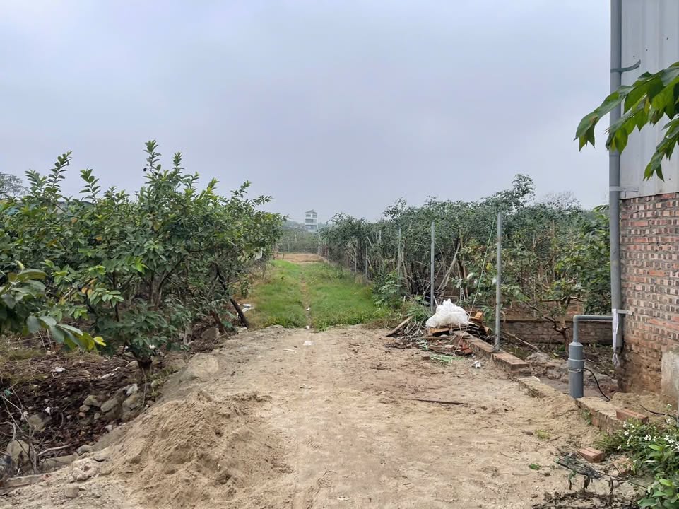 Đất chính chủ khu Nú Vó, Hoài Đức 396m² - Giá thỏa thuận, xe tải vào tận nơi!