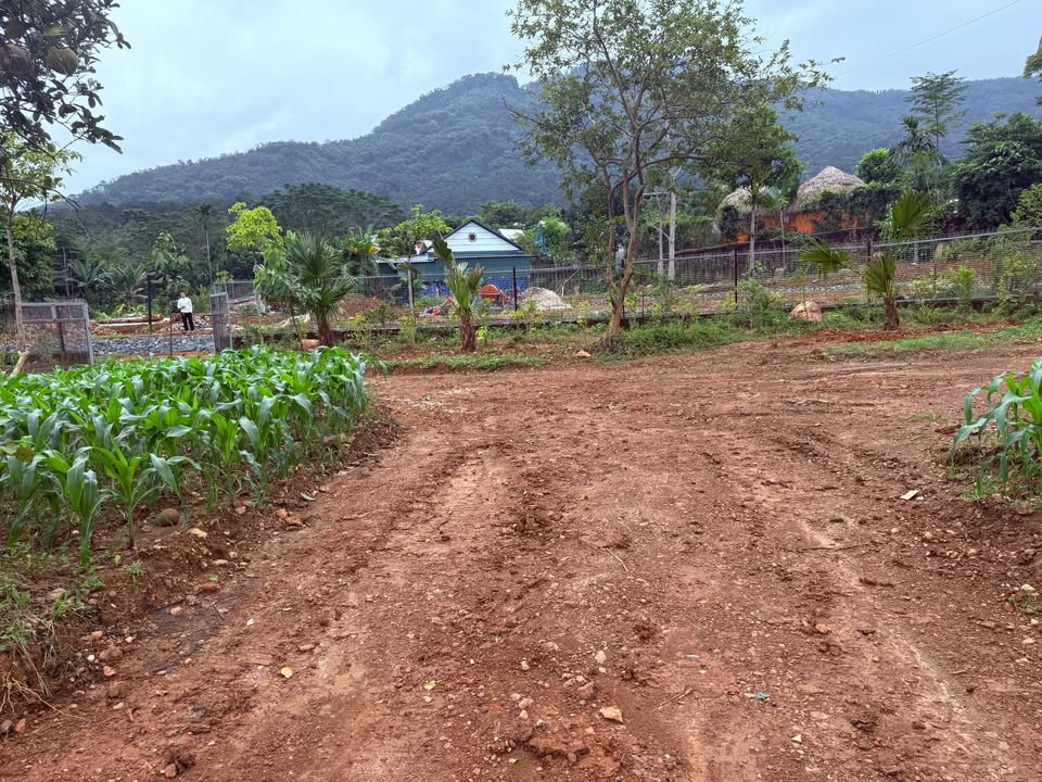 Lô đất nghỉ dưỡng 2200m² tại Thôn Dy, Ba Vì, giá 4.4 tỷ - Tiềm năng đầu tư lớn!