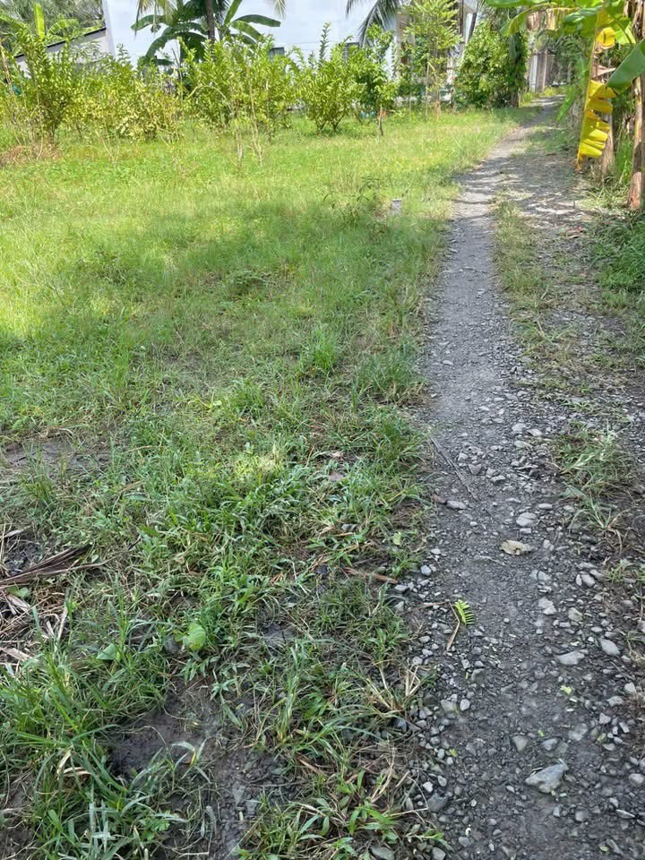 Đất nền Tân Thanh Giồng Trôm 308m² giá 350 triệu - Cơ hội đầu tư tuyệt vời!