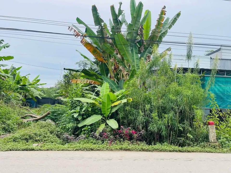 Đất nền 192m² tại Ấp 2, Thanh Sơn chỉ 1.05 tỷ - Đầu tư sinh lời hấp dẫn!