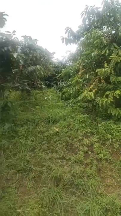 Đất đẹp An Phước Lâm Hà 9.3600m² giá 5.2 tỷ - Pháp lý rõ ràng, đầu tư sinh lời!