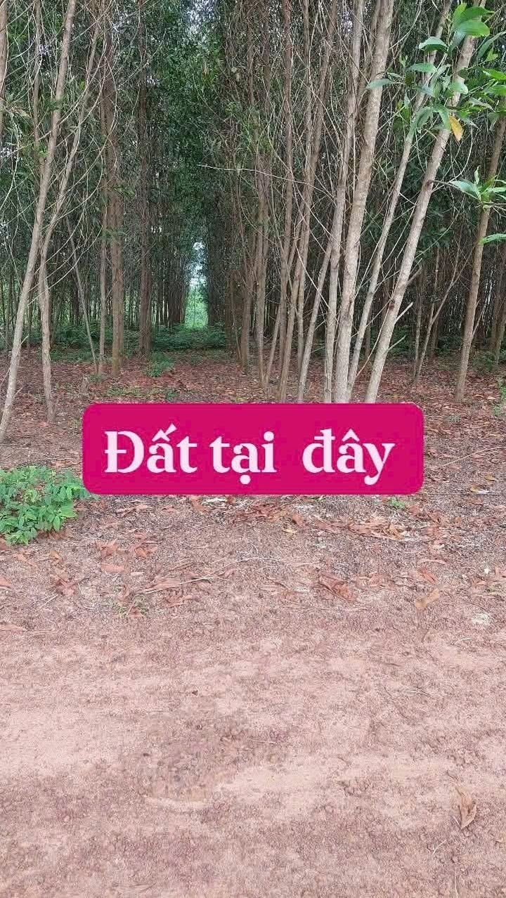 Đất trồng cây lâu năm 10.000m² tại Vĩnh Tân, Vĩnh Cửu - Giá 6 tỷ, pháp lý rõ ràng!