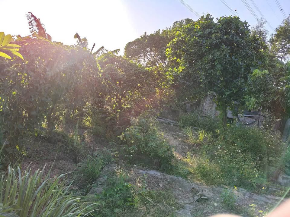 Đất trồng cây lâu năm 5239m² tại An Sinh, Đông Triều chỉ 700 triệu - Cơ hội đầu tư hấp dẫn!