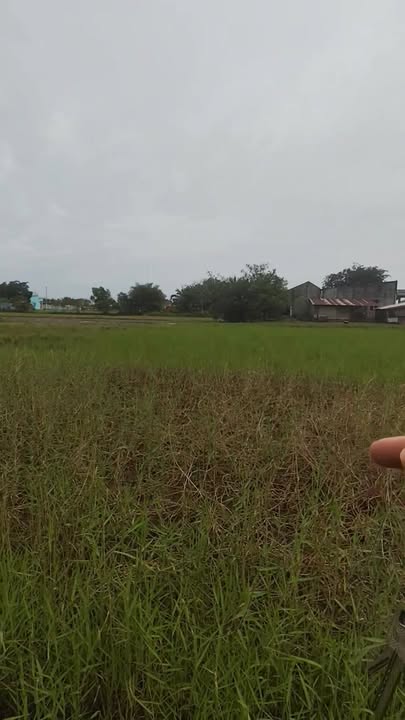 Đất thổ cư 122m² 1000m² Lộc Giồng Lớn chỉ 2,8 tỷ - Cơ hội đầu tư tuyệt vời!