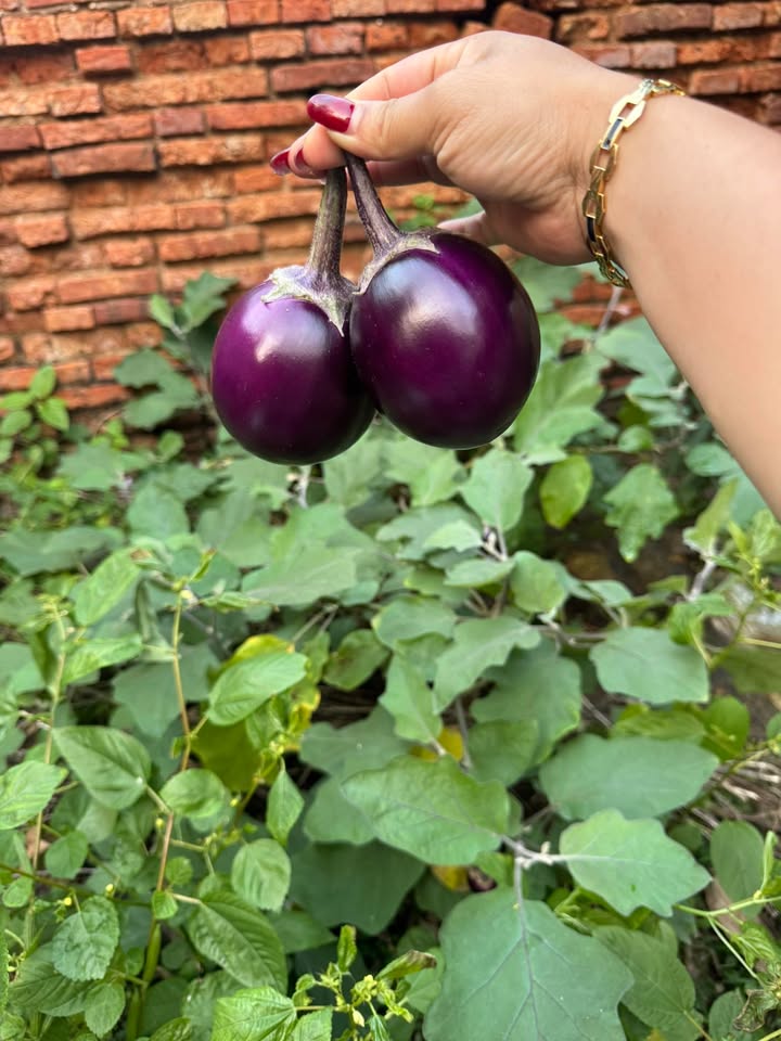 Lô đất đẹp Trung Chính Lương Tài 100m² giá 1.25 tỷ - Đầu tư sinh lời ngay!