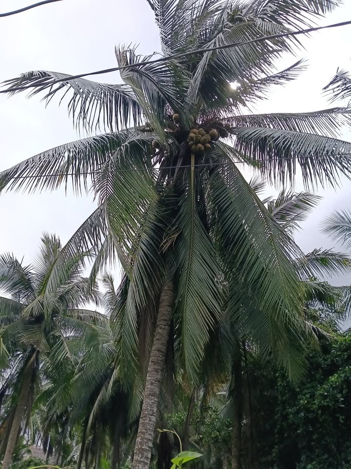 Đất vườn dừa Lộc Thuận 1500m² giá 1.2 tỷ - Cơ hội đầu tư hấp dẫn!