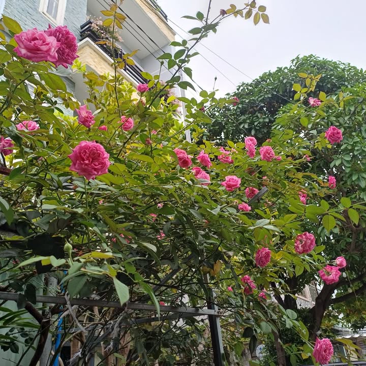 Đất nền mặt tiền đường 82 Hòa Long 174m² giá 2.4 tỷ - Cơ hội đầu tư đắc địa!