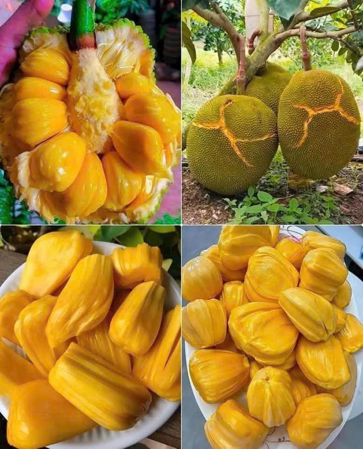 Đất nền Bình Mỹ Củ Chi 800m² giá 3 tỷ - Cơ hội đầu tư hấp dẫn!