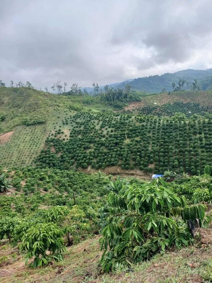 Đất nông nghiệp Đắk R'Măng 1.7ha giá chỉ 500 triệu - Cơ hội đầu tư hấp dẫn!