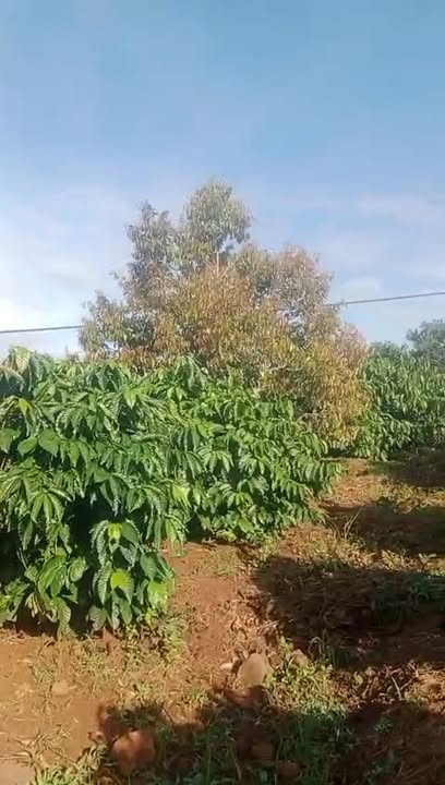 Farm 12.000m² Thôn 6, xã Ea Ral, giá 2.8 tỷ - Đầu tư sinh lời bền vững!