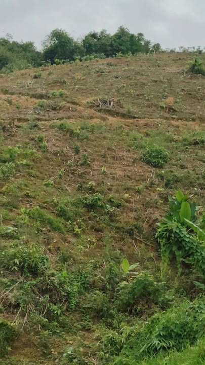 Đất nông nghiệp Đạ Lây 10,000m² giá 350 triệu - Sổ đỏ chính chủ, cơ hội đầu tư tuyệt vời!