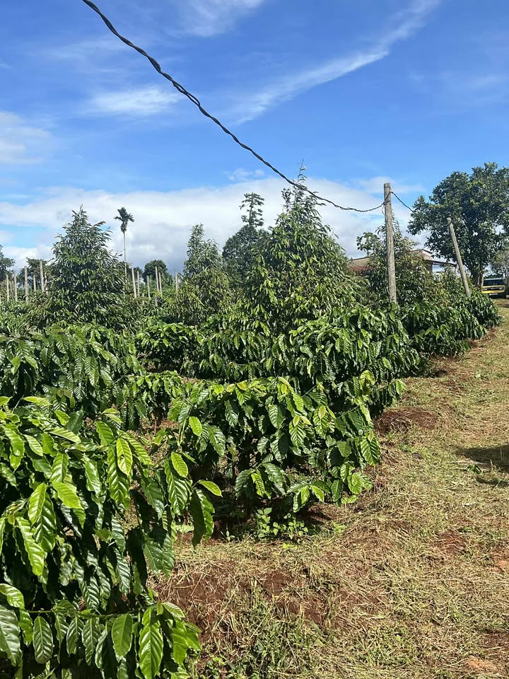 Lô rẫy 1,2 ha tại làng Bối, Gia Lai - Tiềm năng thu hoạch lớn!