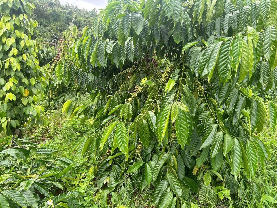 Đất nền Trường Xuân Đắk Song 15.000m² giá 2.35 tỷ - Đầu tư sinh lời ngay!