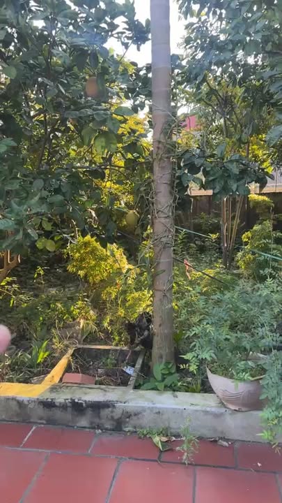 Biệt thự nhà vườn 900m² tại Ứng Hoè Ninh Giang chỉ 3.6 tỷ - Đầu tư sinh lời ngay!