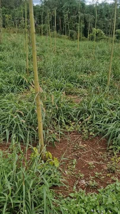 Đất nền 8000m² tại xã Ia Le, Chư Pưh - Giá chỉ 1.15 tỷ, sổ đỏ chính chủ!