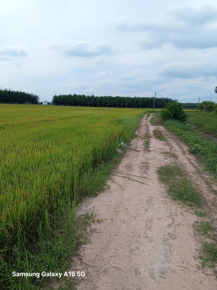 Đất nền 2 mặt tiền kênh tại Hảo Đước, Châu Thành - 2 mẫu 20.000m² giá chỉ 1,5 tỷ