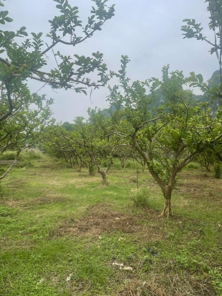 Đất nền Phú Thành, Lạc Thủy 134m² giá 380 triệu - Sổ đỏ chính chủ, công chứng ngay!