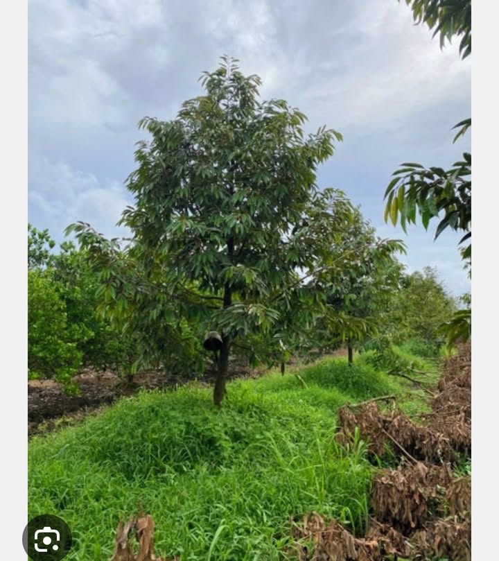 Farm 2,3ha Sầu Riêng tại Suối Kiết, Tánh Linh giá 3,335 tỷ - Đầu tư sinh lời ngay!