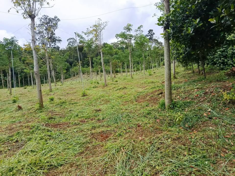 Đất thổ cư 21600m² tại Nâm N'Jang, Đắk Song chỉ 650 triệu - Cơ hội đầu tư tuyệt vời!