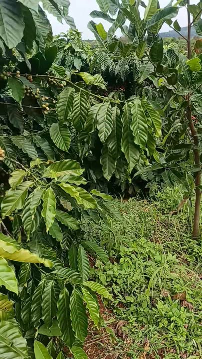 Đất nền Đắk Tích, Tuy Đức 26.000m² giá 3 tỷ - Sổ đỏ chính chủ!