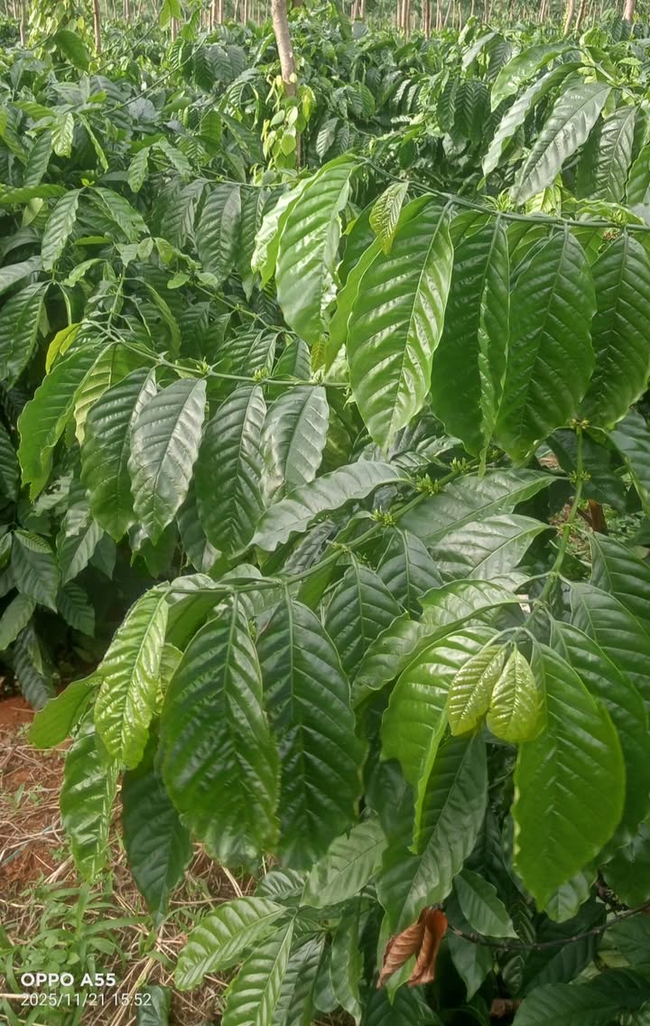 Đất thổ cư Quảng Tâm Tuy Đức 17.000m² giá chỉ 2,5 tỷ - Cơ hội đầu tư hấp dẫn!