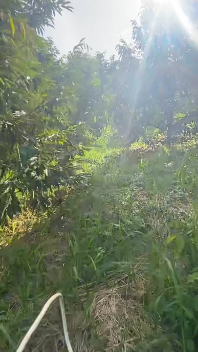 Đất nền Quảng Tân 10.000m² giá chỉ 1.5 tỷ - Sổ đỏ chính chủ!