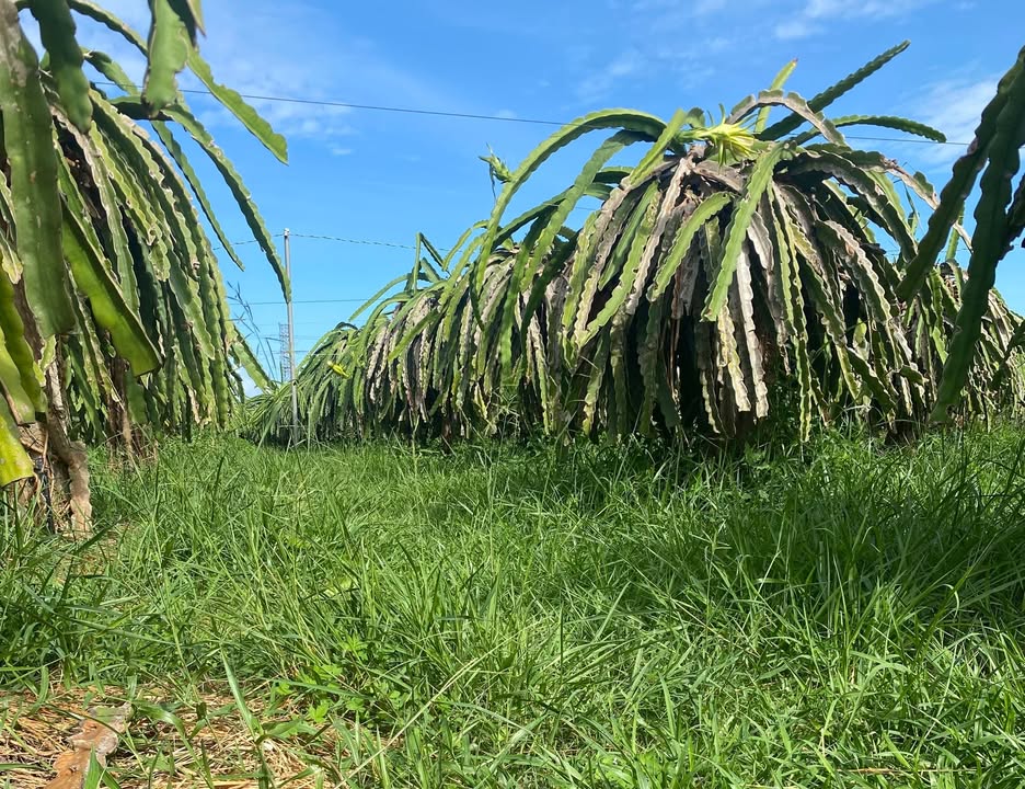 Đất thổ cư 7xào tại Hàm Cường, Bình Thuận - Chính chủ, giá thỏa thuận!