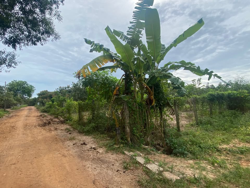 Lô đất 2 mặt tiền 1200m² tại thôn 4, xã Sơn Mỹ, giá chỉ 110 triệu - Cơ hội đầu tư tuyệt vời!