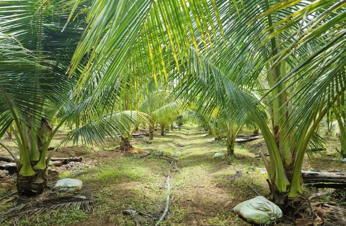 Farm vườn dừa thôn 8, Buôn Đôn 1.72ha giá 1 tỷ - Tiềm năng phát triển lớn!