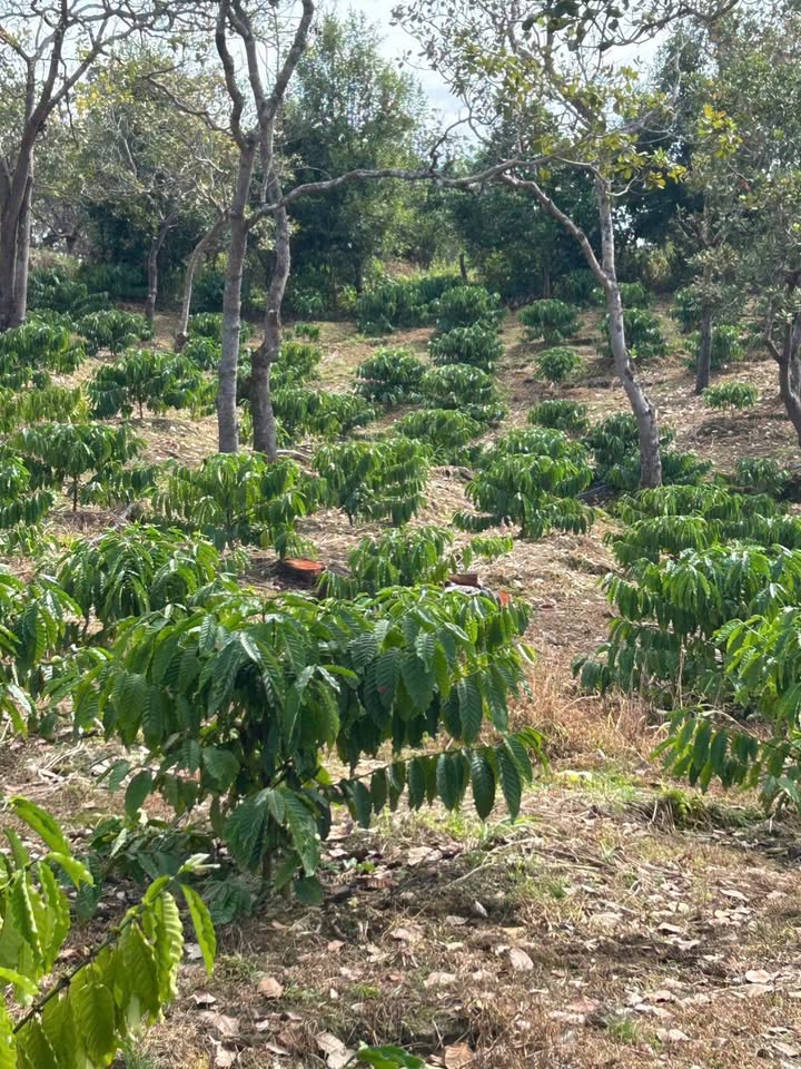 Farm 3ha Phú Sơn Bù Đăng giá 2.1 tỷ - Đường xe hơi vào tận nơi!