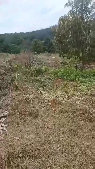 Đất đỏ Bù Đăng 1,3ha giá 1,5 tỷ - Gần đường nhựa, thuận tiện giao thông!