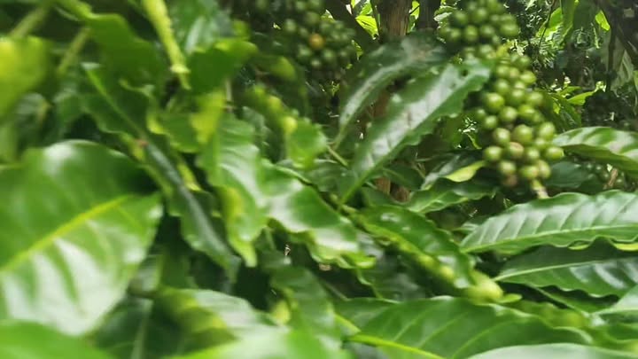 Đất nền Lộc Nam Bảo Lâm 8200m² giá 3.1 tỷ - Đầu tư sinh lời ngay!