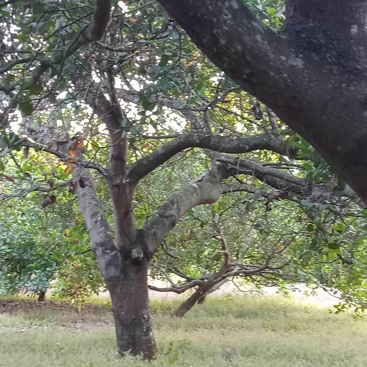 Đất nền 1.2ha Đồng Tâm, Đồng Phú - Mặt tiền đường lớn, giá chỉ 1.5 tỷ!