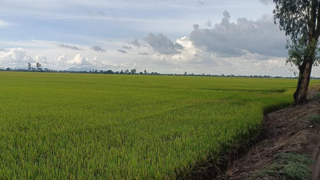 Đất nông nghiệp 120.000m² tại xã Mỹ Hiệp, Chợ Mới - Đầu tư sinh lời ngay!